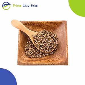 Coriander