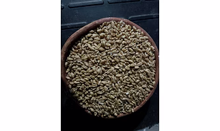 Wheat