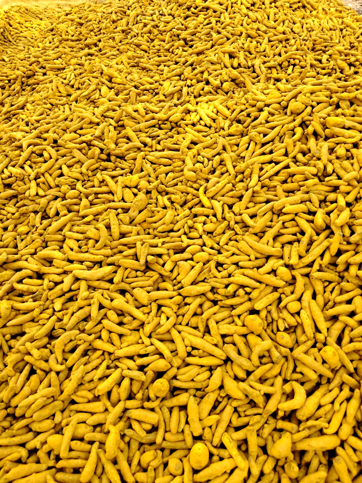 Turmeric image 3