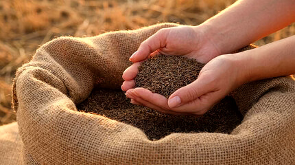Premium Indian Cumin Seeds (Jeera) — Export Grade | Singapore, Europe & Machine-Cleaned Grades Available image 1