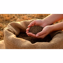 premium indian cumin seeds (jeera) — export grade | singapore, europe & machine-cleaned grades available