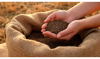 Premium Indian Cumin Seeds (Jeera) — Export Grade | Singapore, Europe & Machine-Cleaned Grades Available
