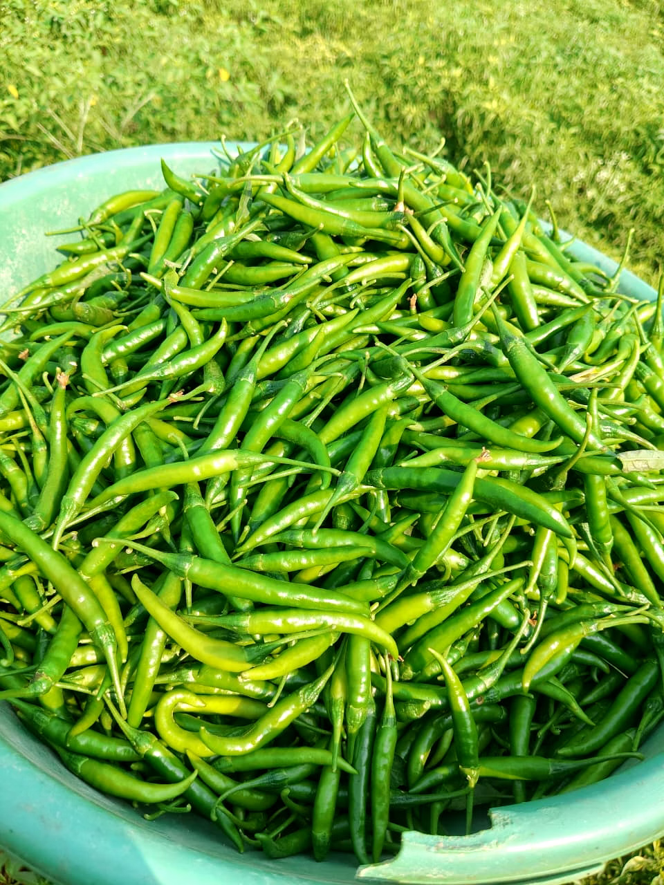 G4 Chilli image 1