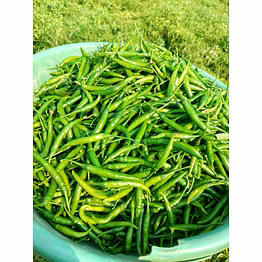 g4 chilli