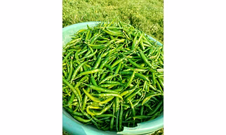 G4 Chilli