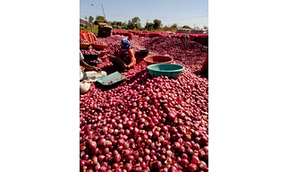Red Onion