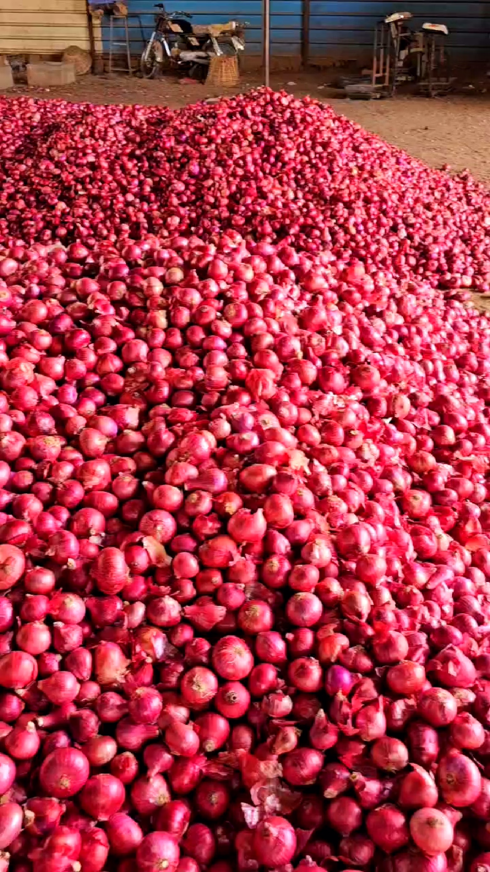 Red Onion image 4