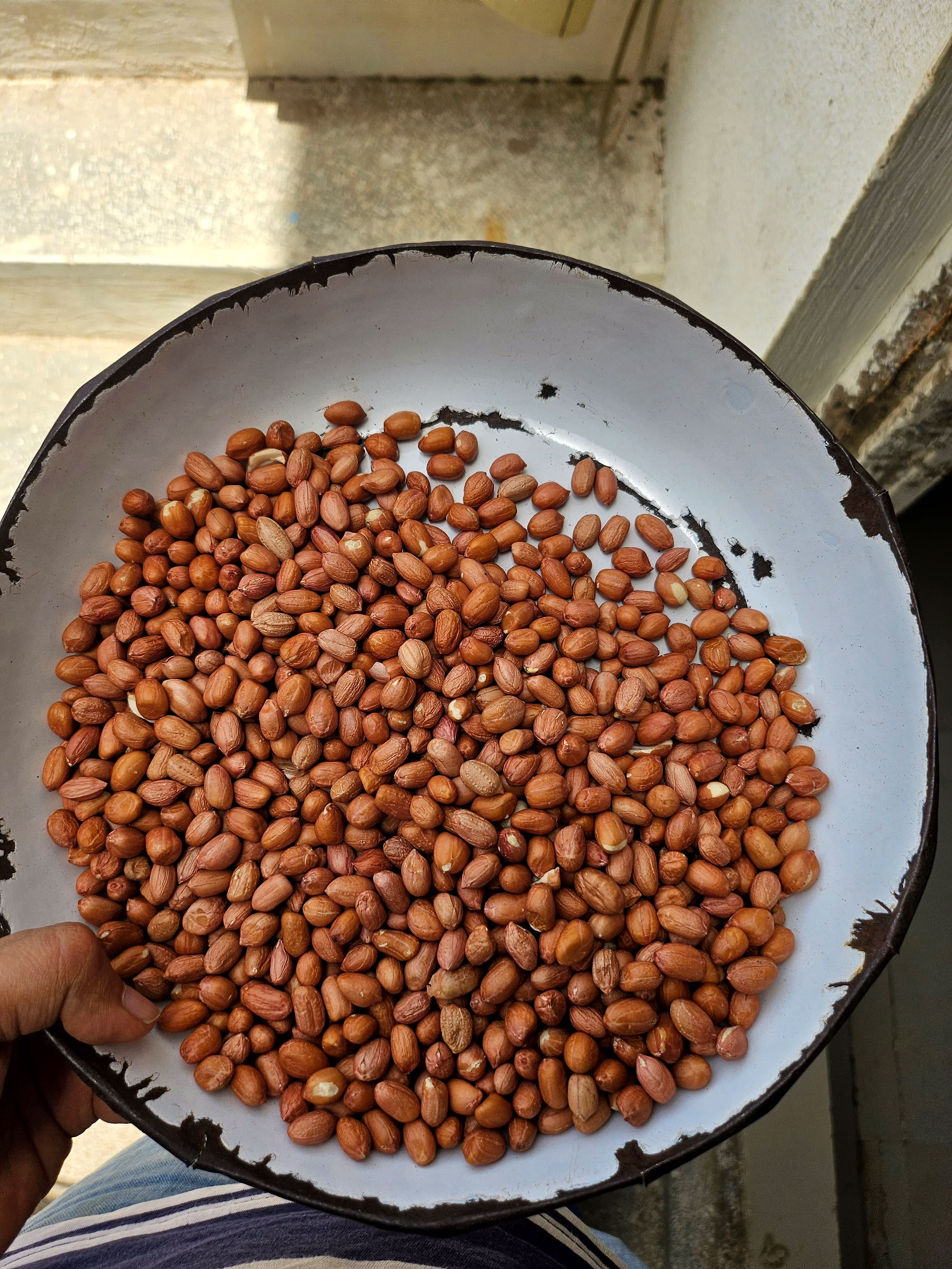 Groundnut seed image 1