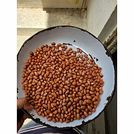 groundnut seed