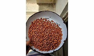 Groundnut seed