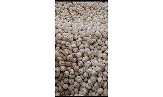 Foxnuts