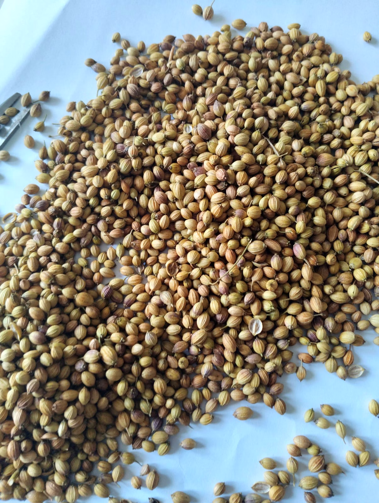 coriender seeds