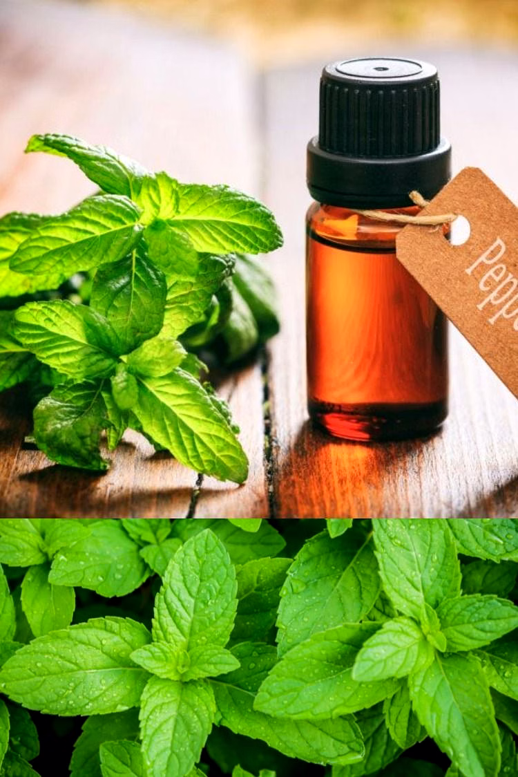 papermint oil