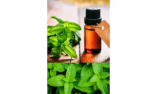 papermint oil