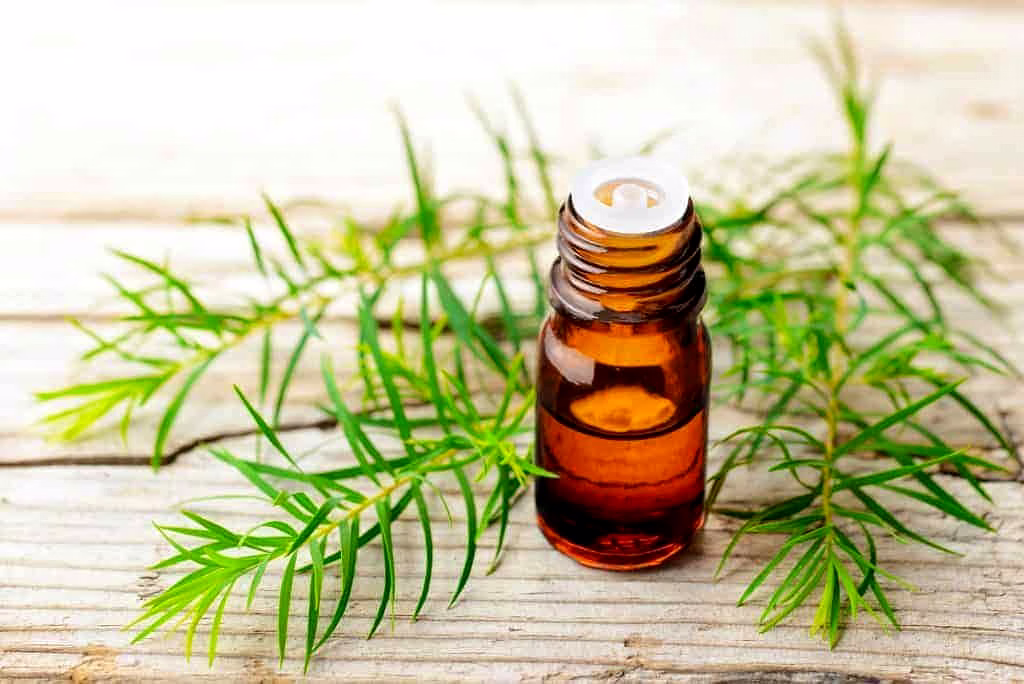 Tea Tree oil image 2