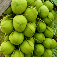 tender coconut
