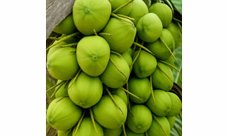 Tender Coconut