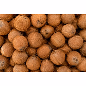 Coconut