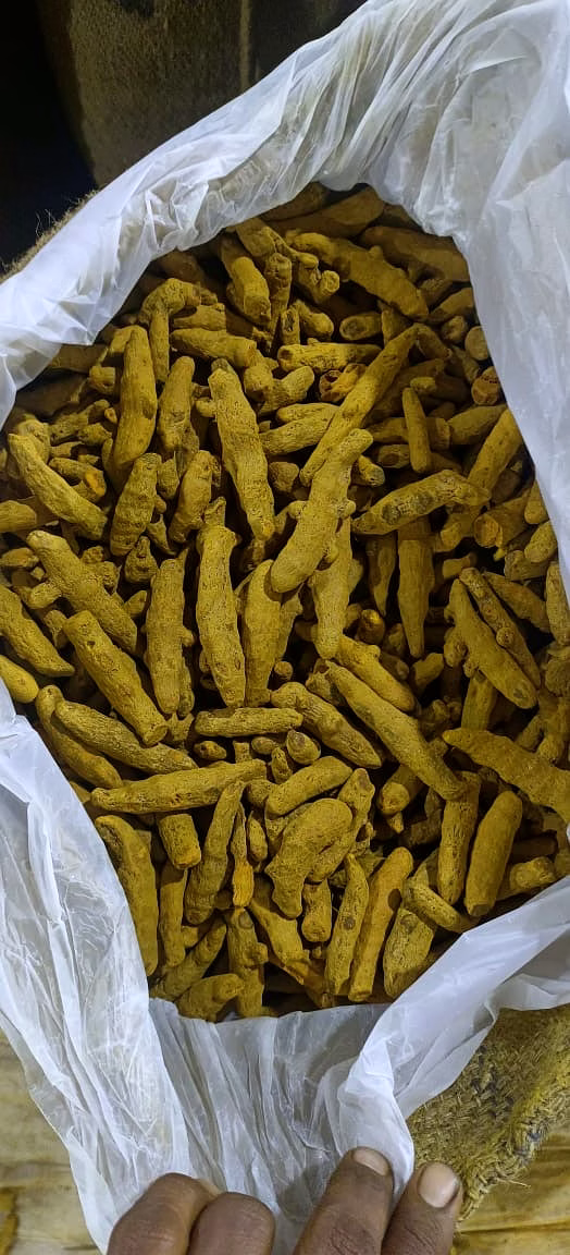 TURMERIC FINGER image 2