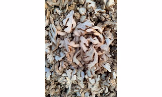 DRY GINGER