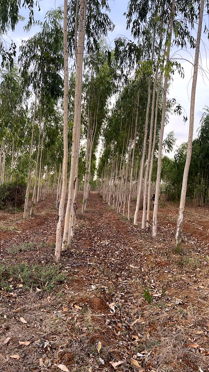 Premium Indian Eucalyptus Wood Chips for Paper Pulp & Biomass Bioenergy image 1