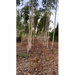 premium indian eucalyptus wood chips for paper pulp & biomass bioenergy