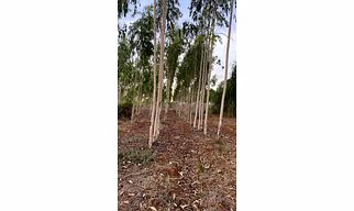 Premium Indian Eucalyptus Wood Chips for Paper Pulp & Biomass Bioenergy