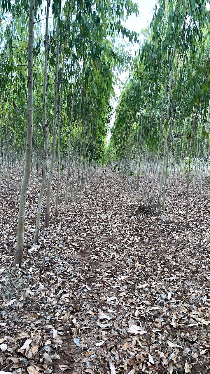 Premium Indian Eucalyptus Wood Chips for Paper Pulp & Biomass Bioenergy image 2