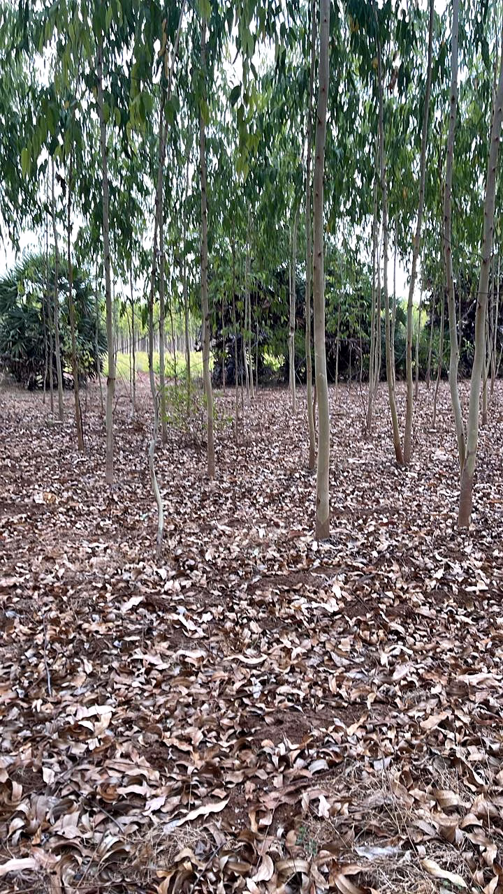 Premium Indian Eucalyptus Wood Chips for Paper Pulp & Biomass Bioenergy image 3