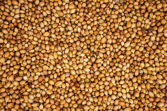 Coriander Seeds image 3