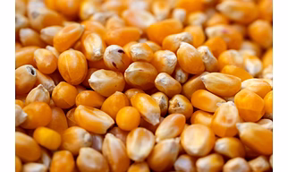 Maize (Corn)