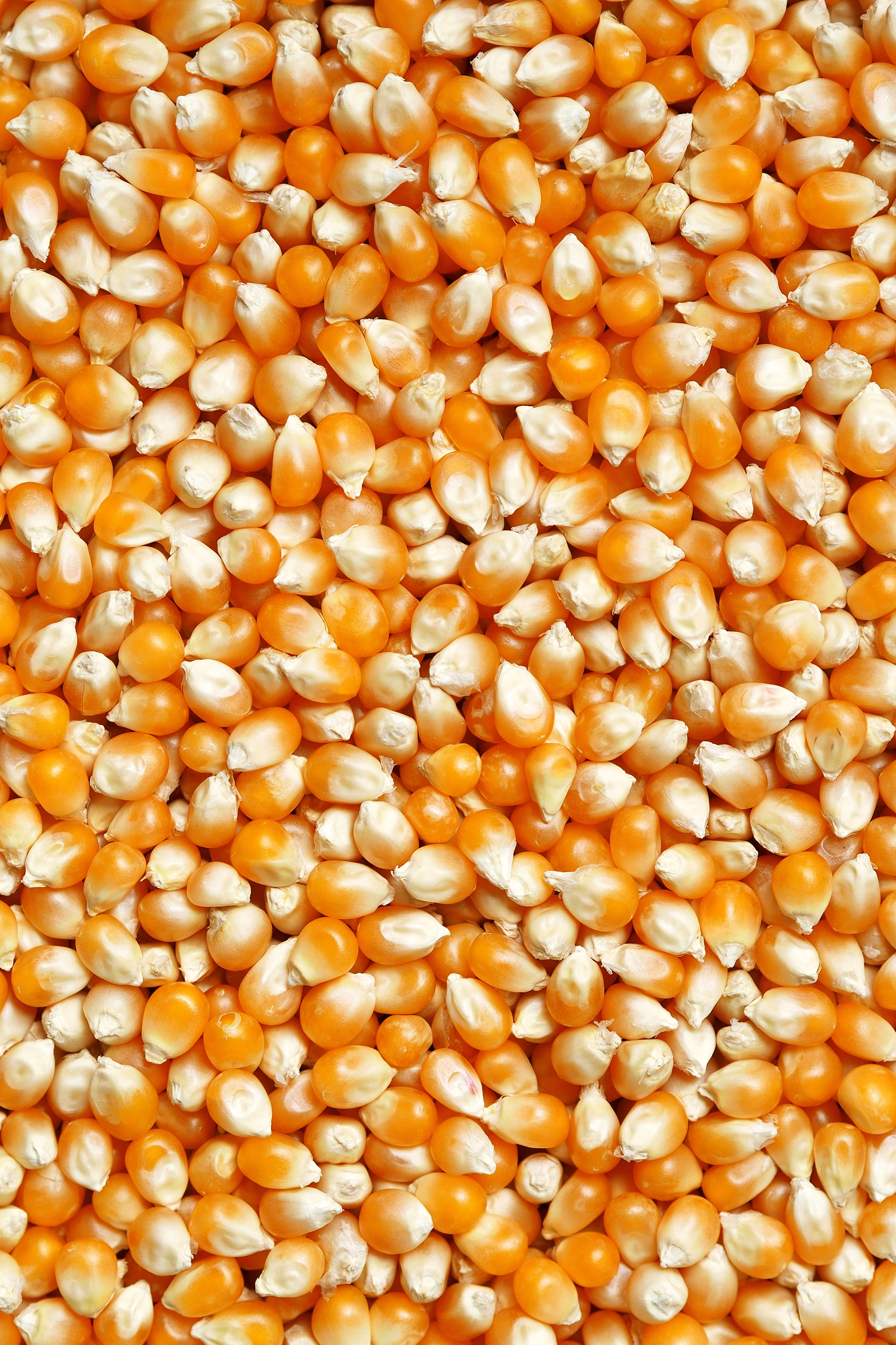 Maize (Corn) image 3