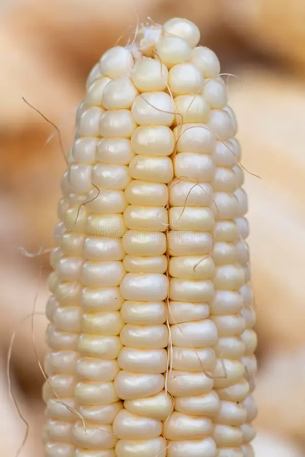 Maize (Corn) image 5