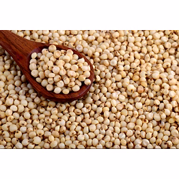 sorghum