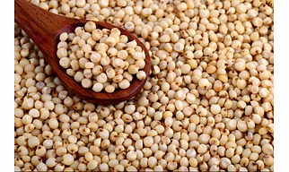 Sorghum