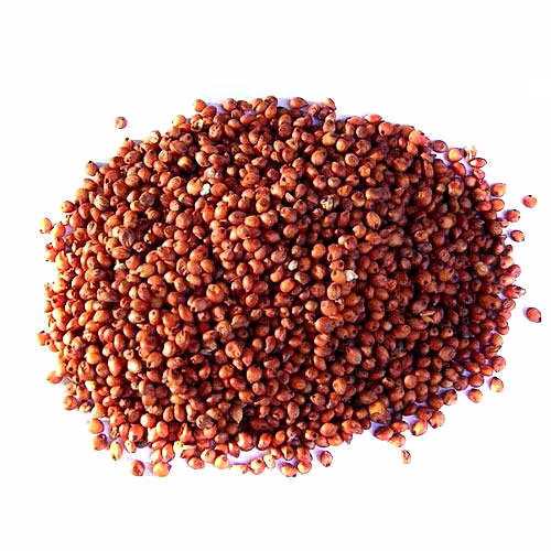 Sorghum image 5