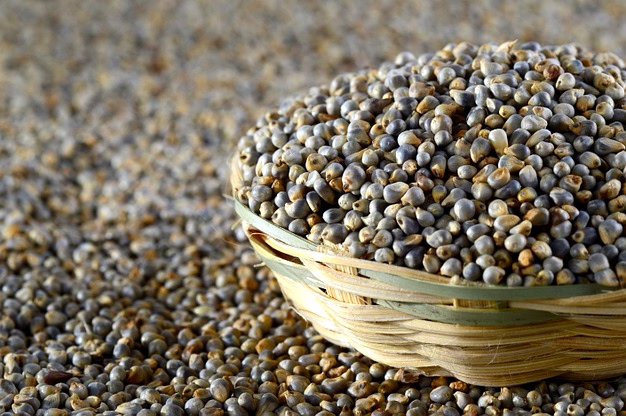 pearl millet
