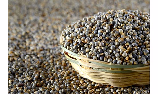 PEARL MILLET