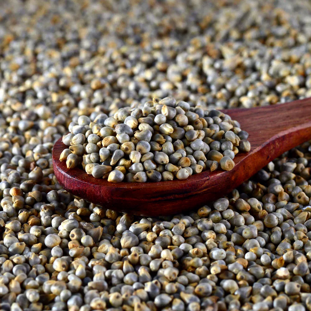 PEARL MILLET image 2
