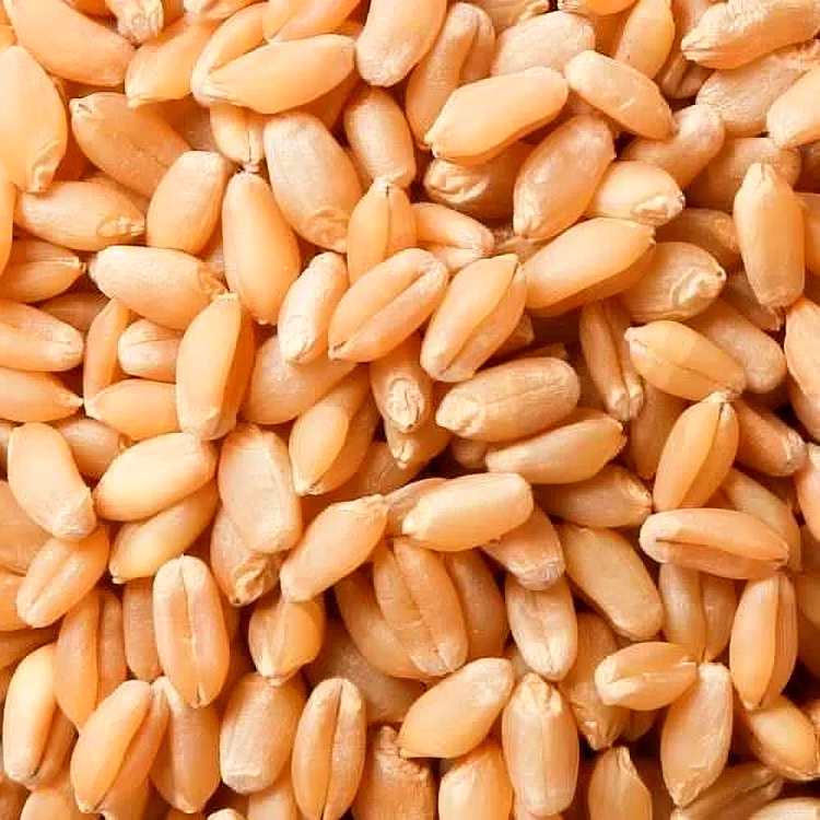 WHEAT image 1