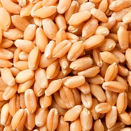 wheat