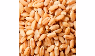 WHEAT