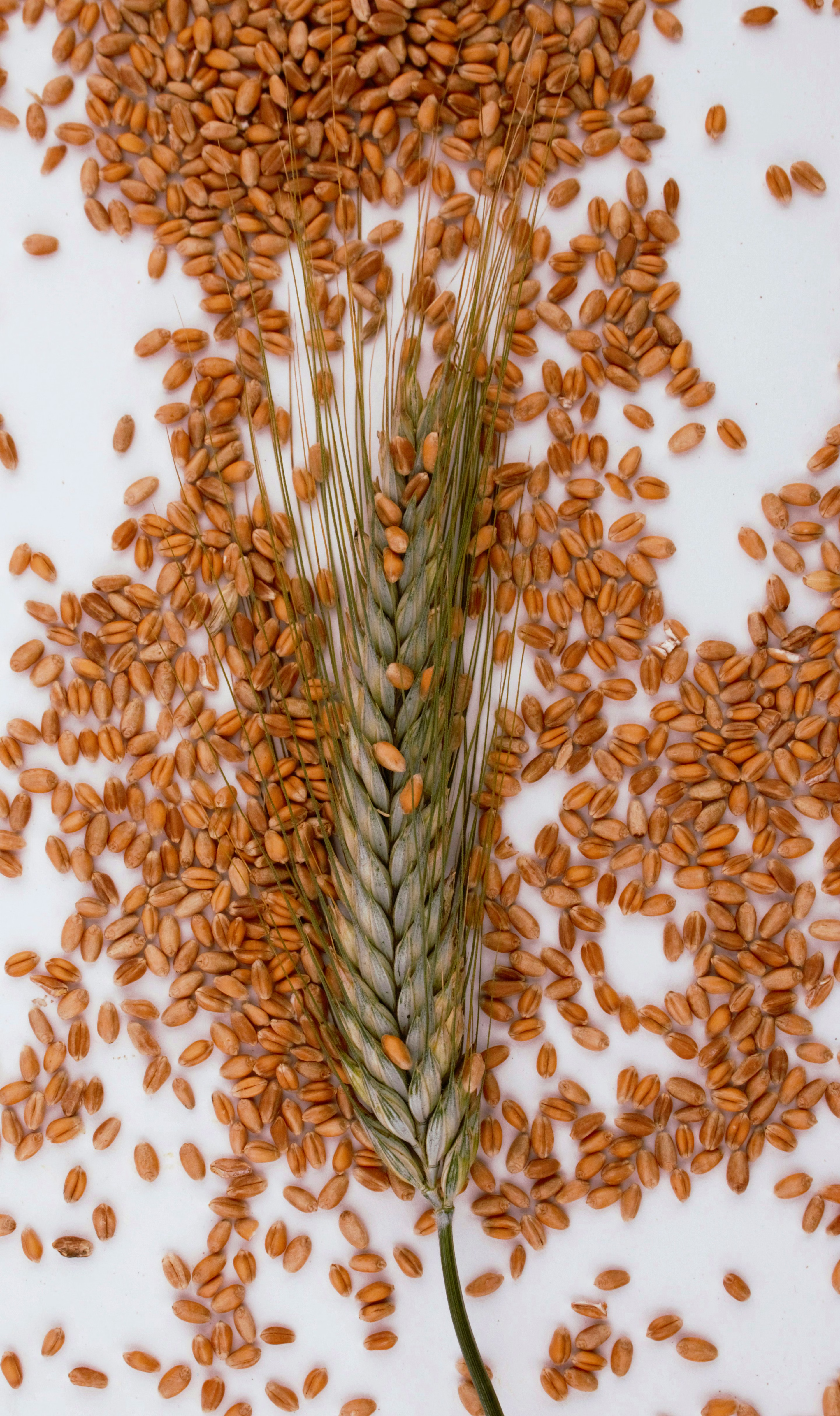 WHEAT image 4