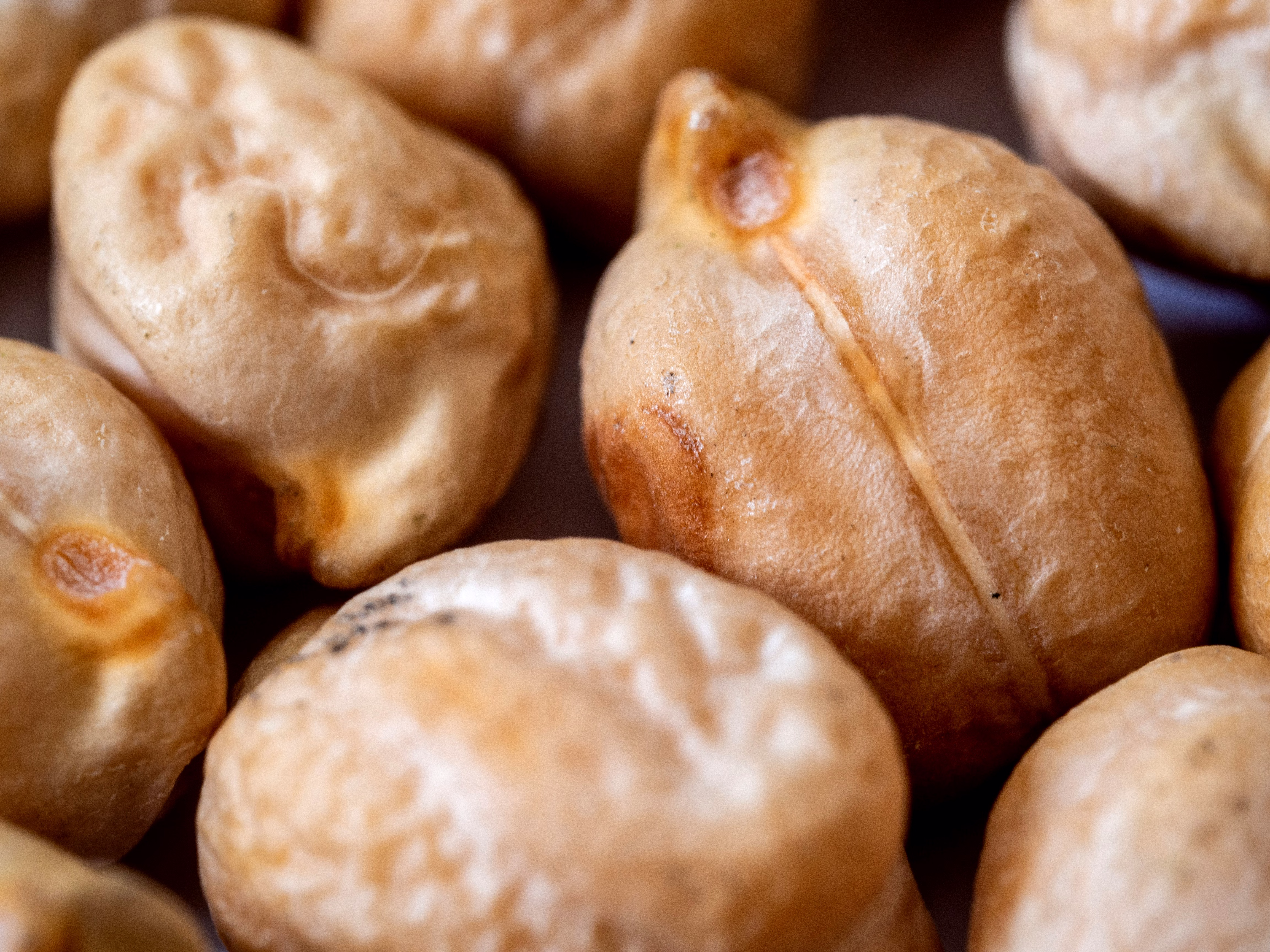 CHICKPEAS image 5