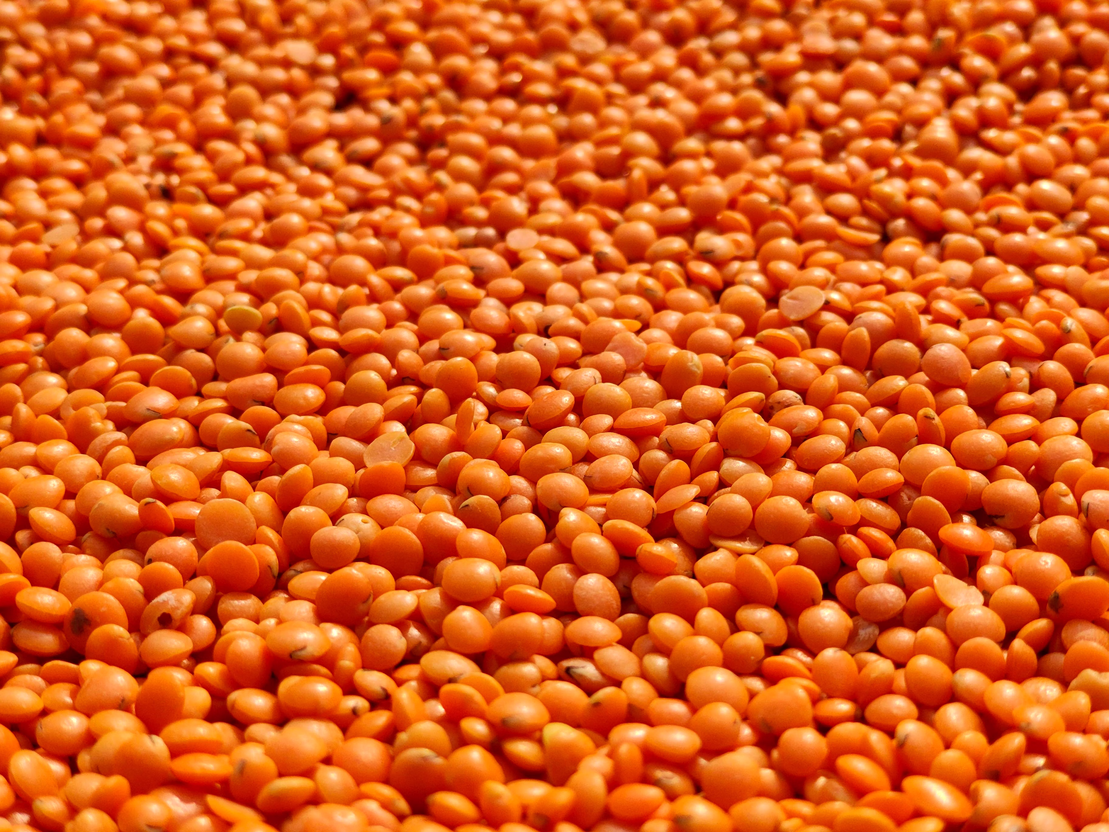 RED LENTILS image 5