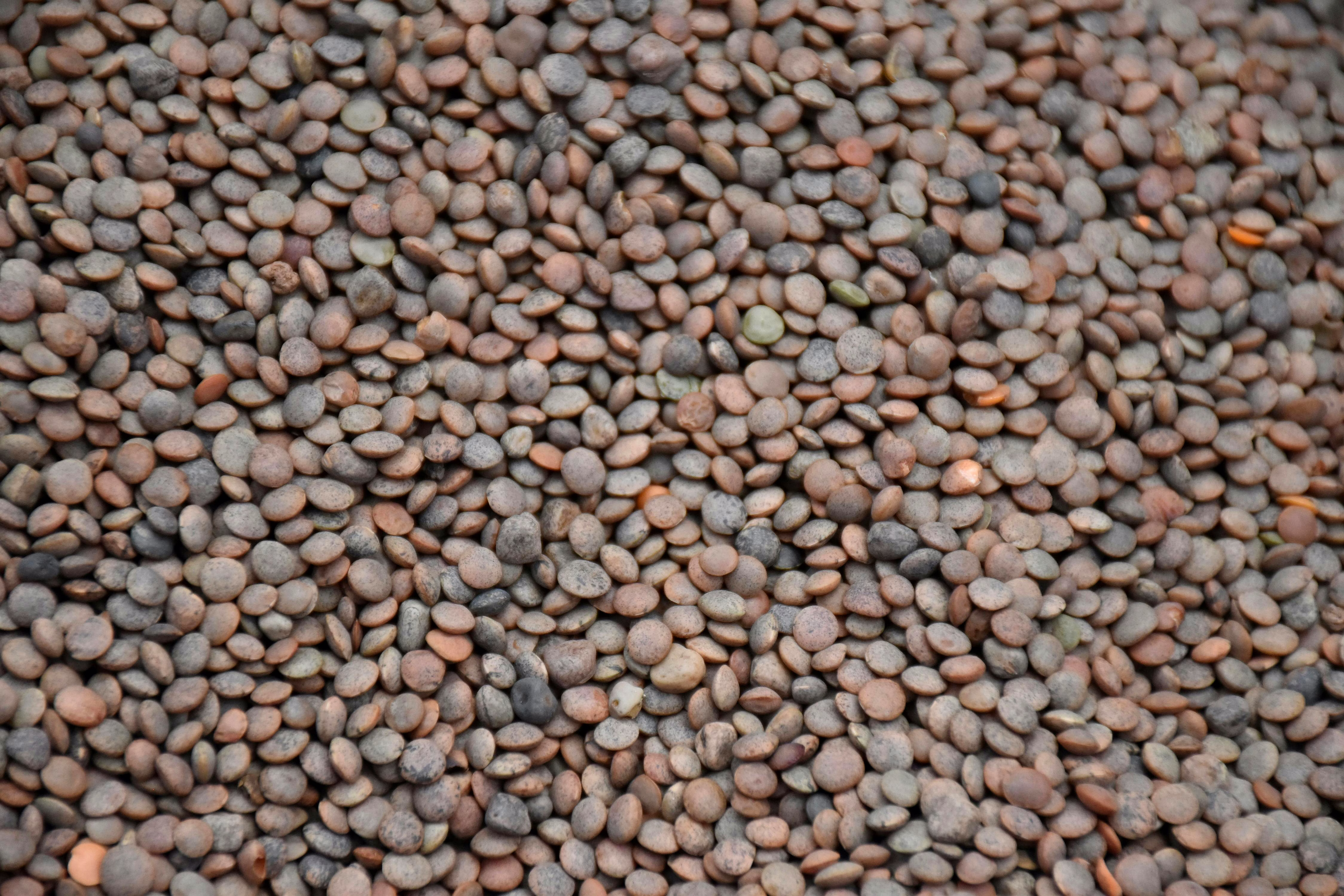 RED LENTILS image 6