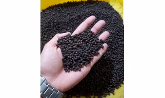 BLACK PEPPER