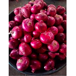 onion