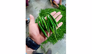 GREE CHILI