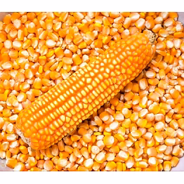 maize/corn